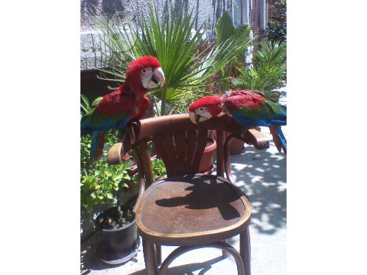 Παπαγάλοι Macaw από το εκτροφείο
